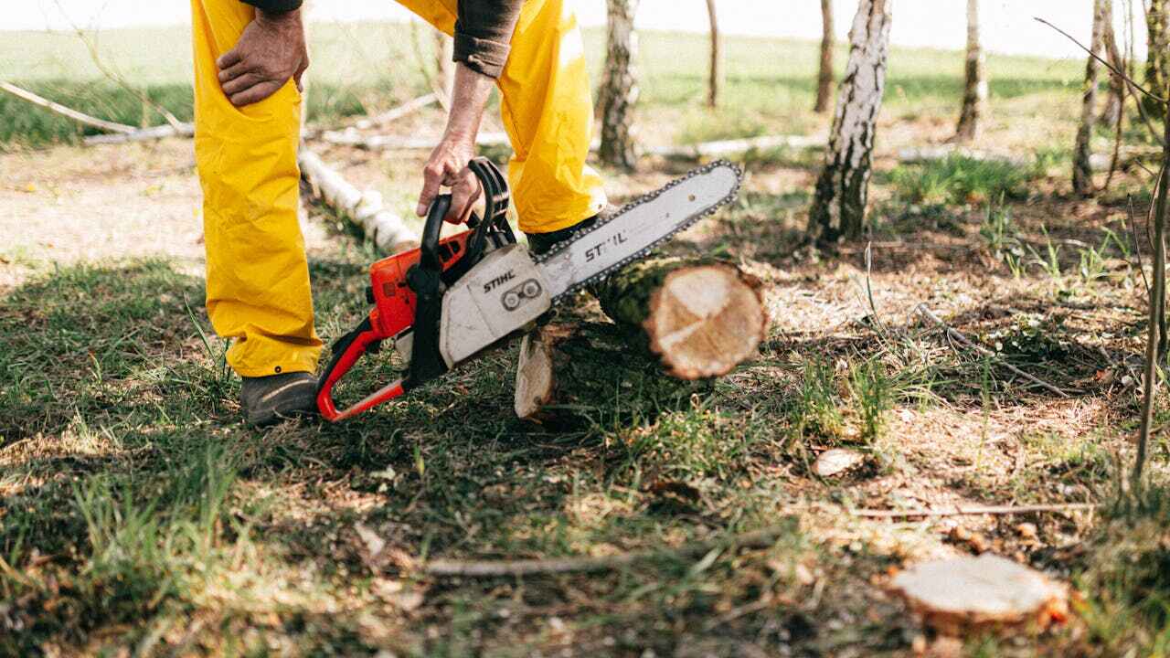 Best Emergency Tree Service  in Valrico, FL